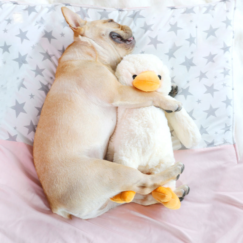 10 Essential Pet Care Tips Every Pet Owner Should Know