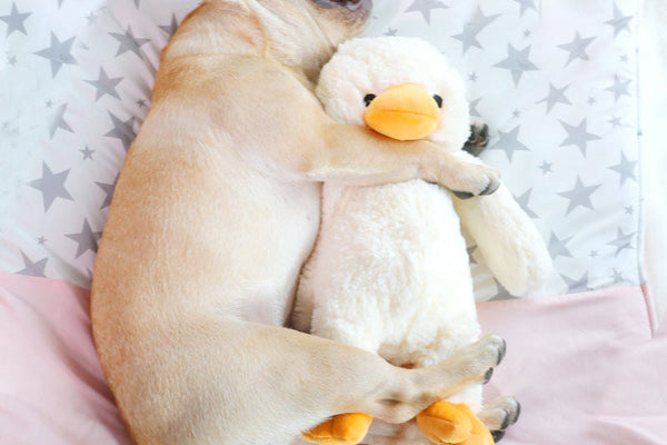 10 Essential Pet Care Tips Every Pet Owner Should Know